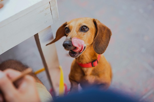 Cute brown dog licking it's mouth, one of friendly dog breeds available in India.