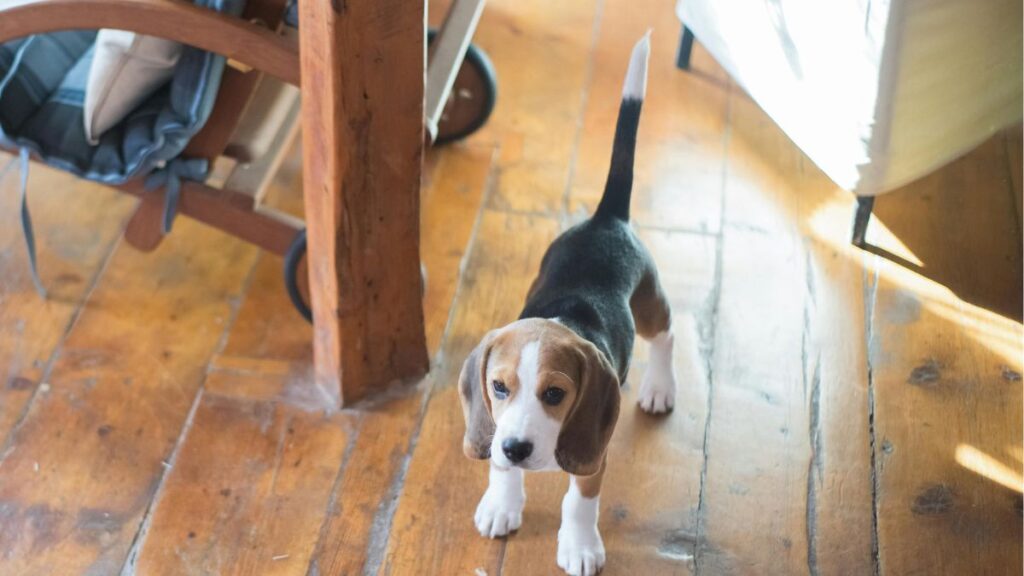 Small puppy playing.