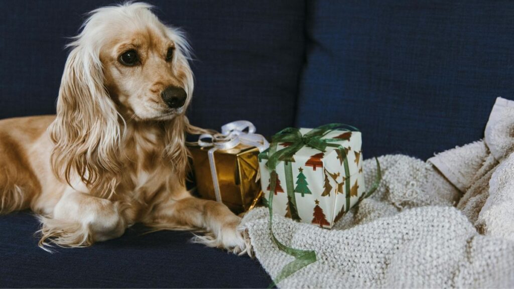 Long hair dog sitting with gifts.