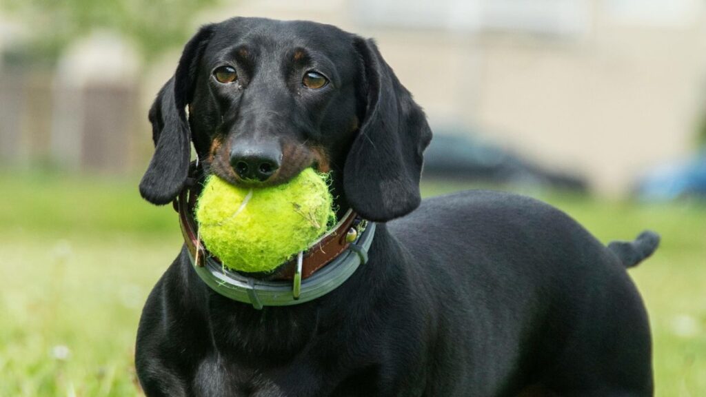 Black dog fetching ball.