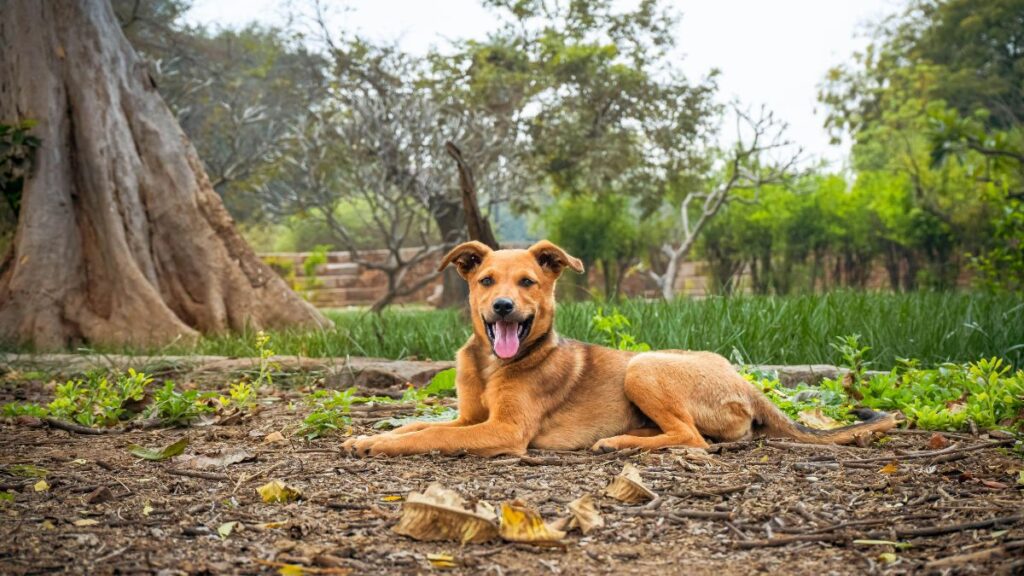 Brown dog sitting.