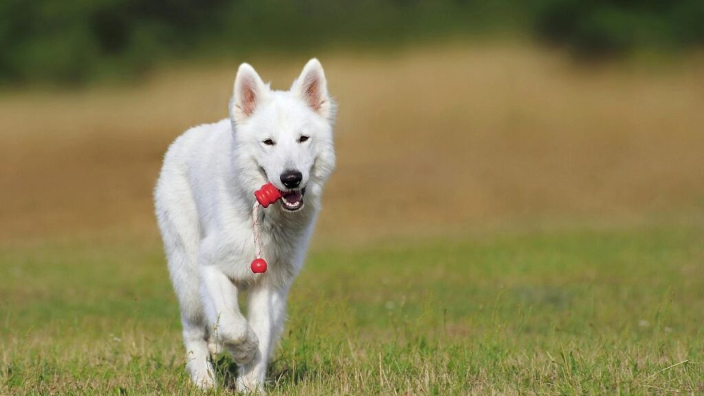White dog roaming on grass.