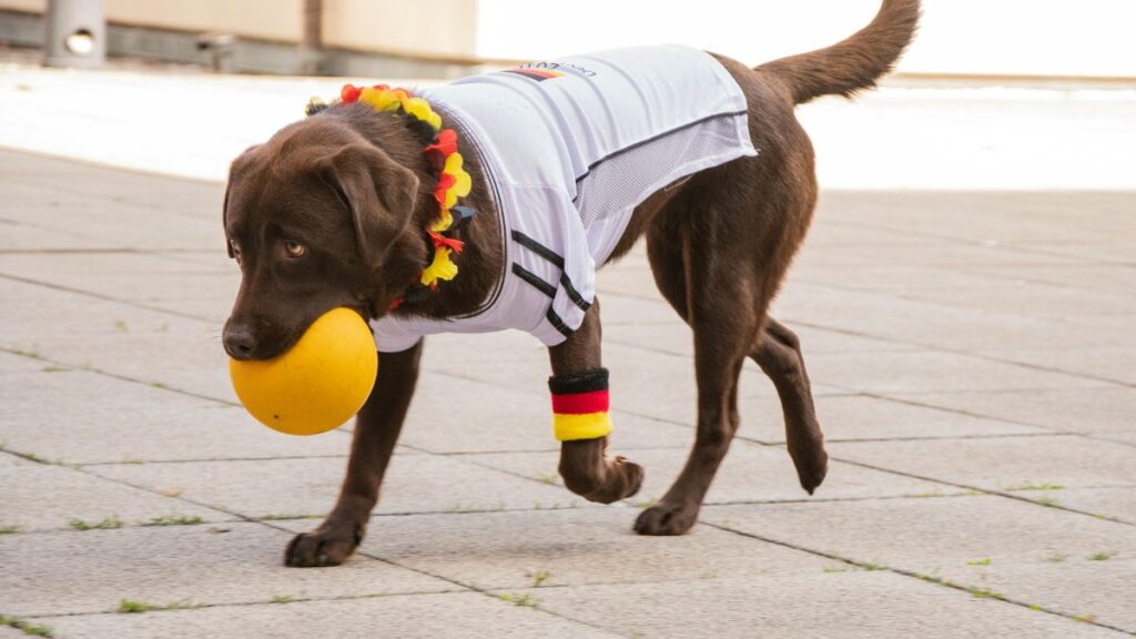 Dark brown dog playing with ball.