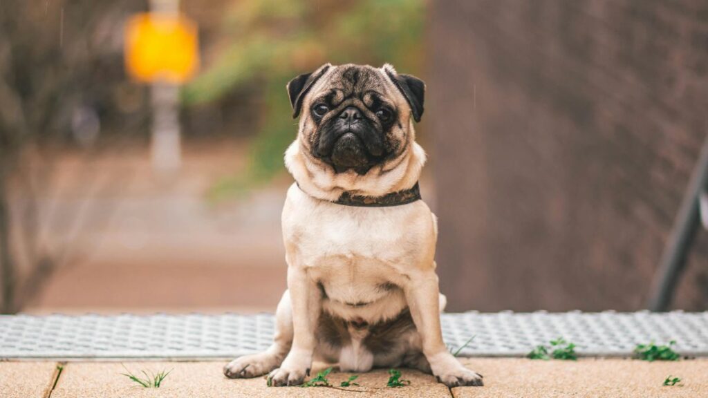 Pug breed dog.