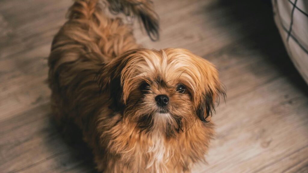  Homemade Foods for Dogs